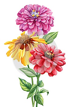 Fall flowers wedding watercolor bouquets. Floral pastel botanical arrangement. Zinnia flowers, Painting Summer plant