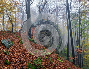 Fall fog forest of the beech trees. Autumn landscape. Meadow covered with fallen orange leaves. Mystical old stone. Natural