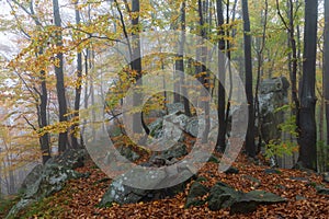 Fall fog forest of the beech trees. Autumn landscape. Meadow covered with fallen orange leaves. Natural landscape. Free space for