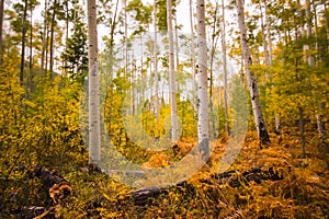 Fall Foilage Aspen Trees in the Colorado Mountains photo