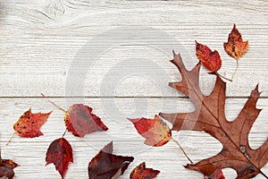 Fall Foilage Leaves on an aged white wooden background.