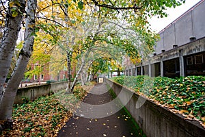 Fall Foilage at University of Oregon