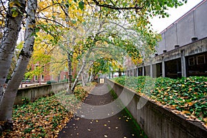 Fall Foilage at University of Oregon photo