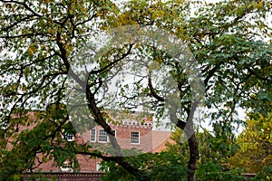 Fall Foilage at University of Oregon photo