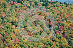 Fall in Mt. Mitchell, area Yancey County, North Carolina, United States photo