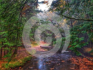 Fall foliage along hiking trail