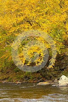 Fall foliage along the Sugar River in Newport, New Hampshire