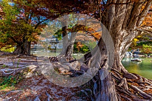 Fall Foliage on Ancient Cypress Trees at Guadalupe State Park, Texas