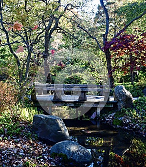 Fall Foliage at Anderson Japanese Garden #1