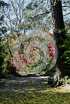 Fall Foliage at Anderson Japanese Garden #10