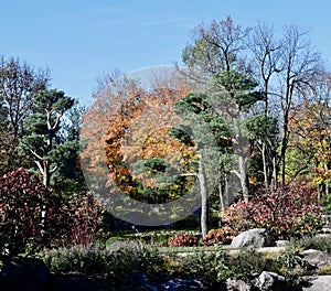 Fall Foliage at Anderson Japanese Garden #11