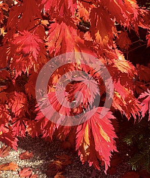 Fall Foliage at Anderson Japanese Garden #12