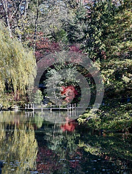 Fall Foliage at Anderson Japanese Garden #2