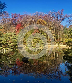 Fall Foliage at Anderson Japanese Garden #6