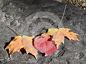 Fall Foliage at Anderson Japanese Garden #7