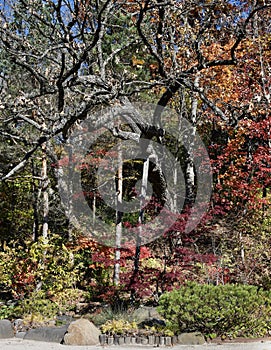 Fall Foliage at Anderson Japanese Garden #9