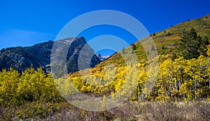 Fall Foliage with Aspen Trees along the Wasatch Mountain Range
