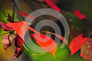 Fall Foliage Autumn Leaves Close Up Background