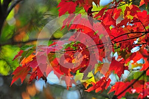 Fall Foliage Autumn Leaves Close Up Background