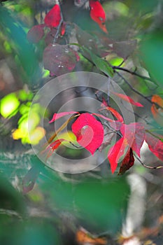 Fall Foliage Autumn Leaves Close Up Background