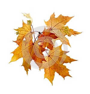 Fall Foliage. Beautiful branch of autumn colorful maple leaves on white background