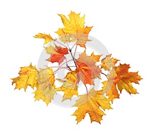 Fall Foliage. Beautiful branch of autumn yellow maple leaves isolated on white background