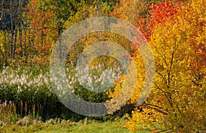 Fall foliage in Bedford, New Hampshire, USA