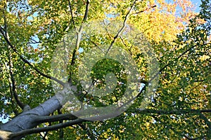 Fall Foliage beech tree photo