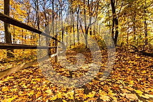 Fall Foliage in Caesar Creek State Park, Ohio