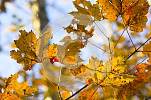 Fall foliage colors