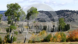 fall foliage on a copse of trees growing in the lamar valley of yellowstone