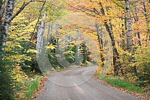 Fall foliage on country road