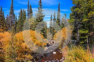 Fall foliage by the creek in Colorado rocky mountains