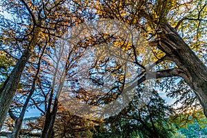 Fall foliage on the crystal clear Frio River in Texas.