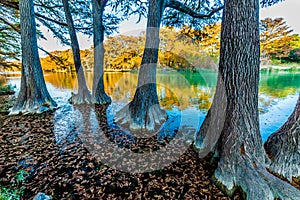 Fall foliage on the crystal clear Frio River in Texas. photo