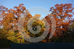 Fall Foliage At Dusk In The New York Botanical Garden