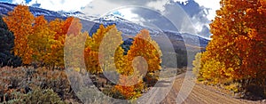 Fall Foliage at the Eastern Sierra Nevada Mountains in California