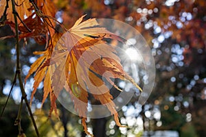 Fall Foliage at the Everett Arboretum