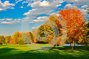 Fall foliage and a field.