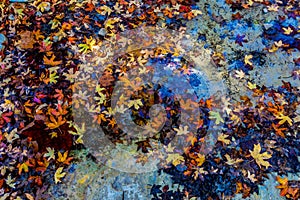 Fall Foliage Floating in a Clear Creek from Maple Trees in Lost Maples