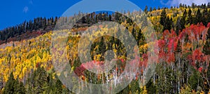 Fall foliage at foot hills in Wasatch Cache National Forest, Utah