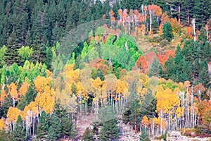 Fall foliage and forest in Hope Valley California