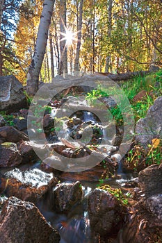 Fall foliage and forest in Hope Valley California