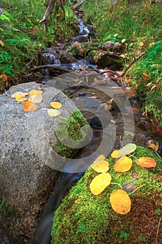 Fall foliage and forest in Hope Valley California