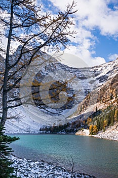 Fall foliage and golden larch at lake louise in banff national park on a sunny day, Canada