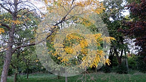 Fall Foliage - Golden Yellow Tree Leaves - Ile de Puteaux, France