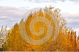 Fall foliage is a highlight on a drive through the county. Red Deer County, Alberta, Canada