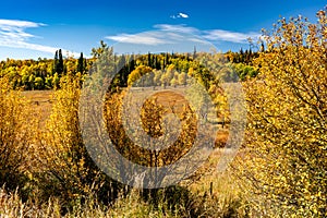 Fall Foliage around Steamboat Springs Colorado