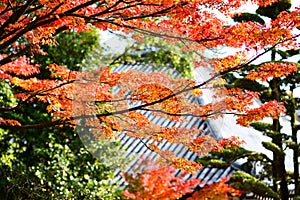 Fall Foliage of Japan