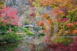 Fall Foliage in the Japanese Garden